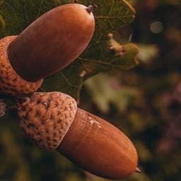 How to Plant Acorns and Grow Oak Trees