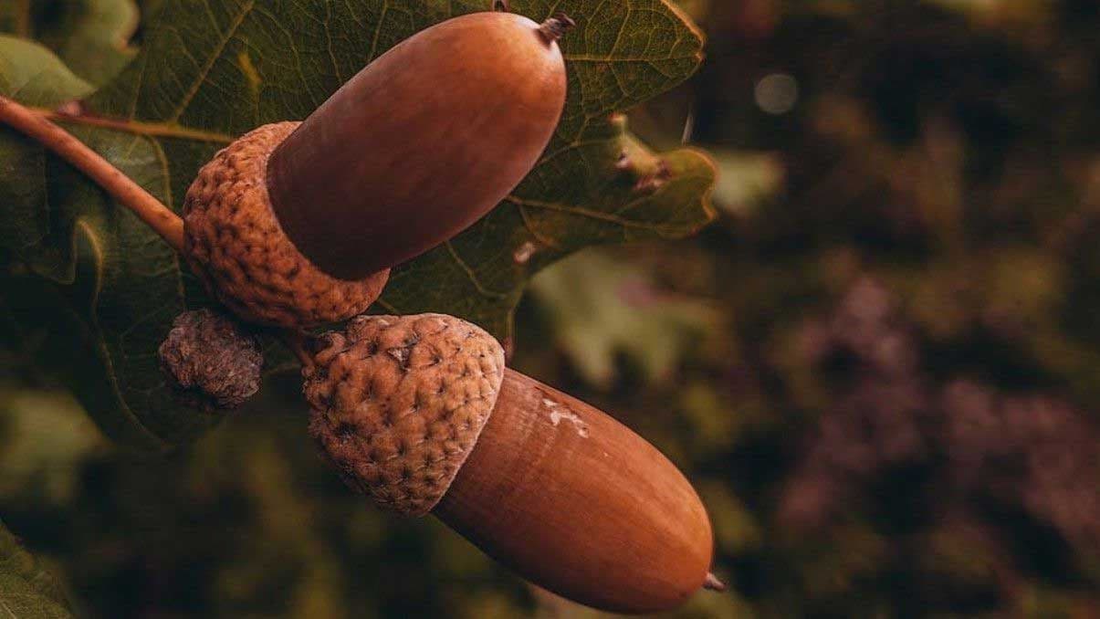 How to Plant Acorns and Grow Oak Trees