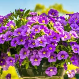 How to Grow and Care for Petunias