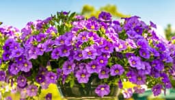 How to Grow and Care for Petunias