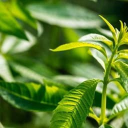 How to Plant, Grow, and Harvest Lemon Verbena