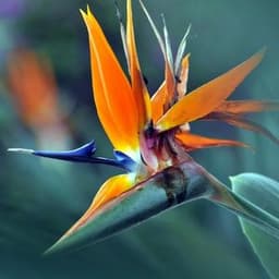 How to Grow and Care for Bird of Paradise