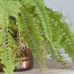 How to Grow and Care for Maidenhair Fern Indoors