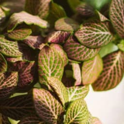 How to Grow and Care for Nerve Plant