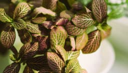 How to Grow and Care for Nerve Plant