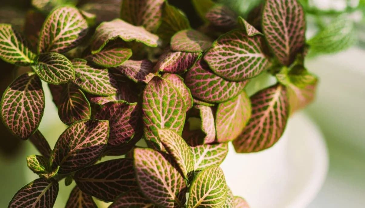How to Grow and Care for Nerve Plant