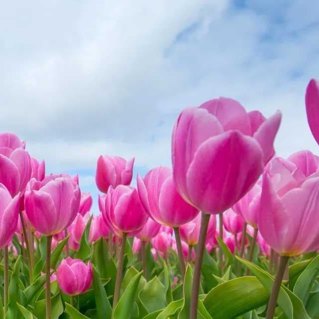 Plants & Flowers