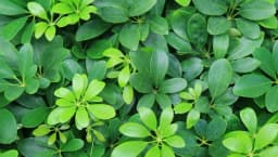 How to Grow and Care for Schefflera