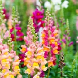 How to Grow and Care for Snapdragons