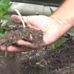 Understanding Soil pH, how to Test Soil pH