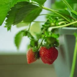 How to Grow and Care Strawberry Plants in Pots