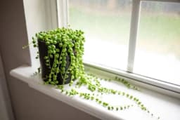 How to Grow and Care for String of Pearls Plant
