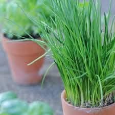 Gaea's Blessing Seeds - Chives Seeds (1000 Seeds) Non-GMO Seeds with Easy to Follow Planting Instructions - Open-Pollinated Heirloom 88% Germination Rate 1.5g (Single Packet)