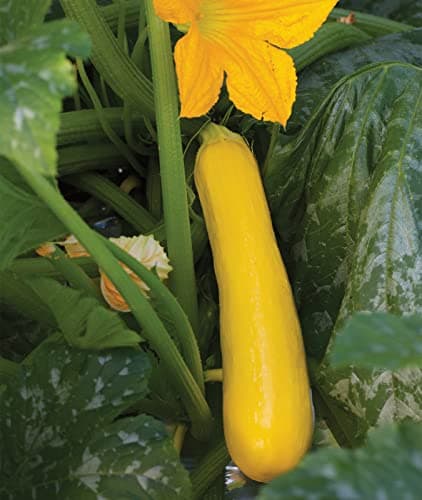 Burpee Butterstick Zucchini Summer Squash Seeds 25 seeds