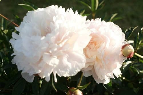 110 Peony Seeds for Planting, Non-GMO Peonies in Pink, Red, and White – Peonias Semillas, Semillas de Peonia para Sembrar for Outdoor Gardens
