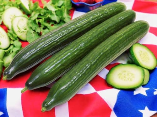 English Telegraph Burpless Cucumber (English Cucumber) Seeds - 30+ Count - for 2025 Planting Hothouse Cucumbers Crisp European Near-Seedless Long Heirloom Vegetable Grow Your Own Home