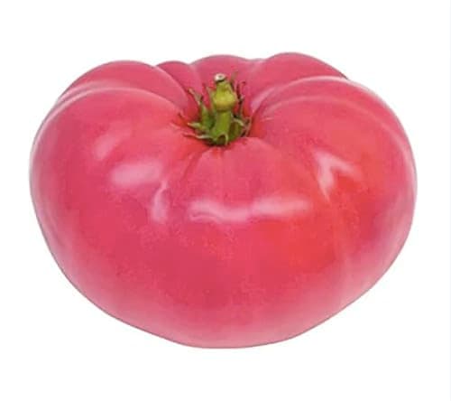 Pink Ponderosa Heirloom Tomato Seeds - Large Tomato - One of The Most Delicious Tomatoes for Home Growing, Non GMO - Neonicotinoid-Free.