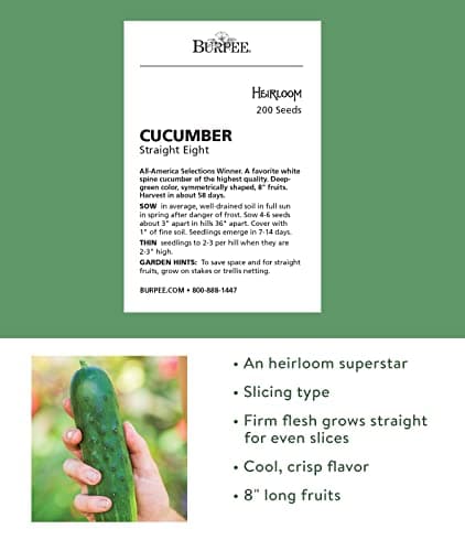 Burpee 'Straight Eight' Slicing Cucumber Seeds, 200 Non-GMO seeds, Heirloom