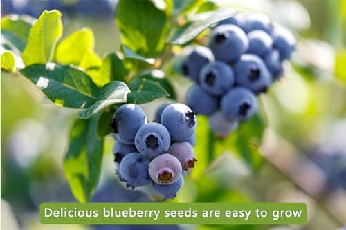 Mix Fruit Seeds 1100+ Berry Seeds for Planting Strawberry Raspberry Mulberry Blueberry Elderberry Cherry - 6 Varieties Individually Packaged Non-GMO for Home Garden