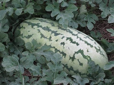 100 Jubilee Watermelon Seeds for Planting Heirloom Non GMO 10 Grams of Seeds Garden Vegetable Bulk Survival