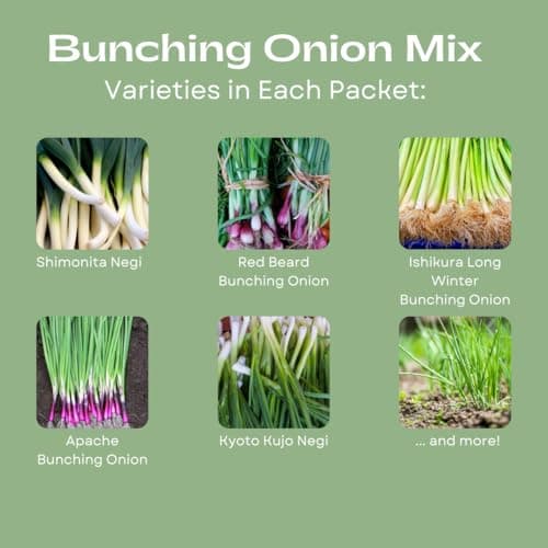 “Bunching Onion Mix” Bunching Onion Seeds – Fast-Growing Bunching Onions – Red, Long White, and Standard Green Onions in Each Pack - Harvest in 50 Days | USA Grown Heirloom Seeds By Liliana's Garden |