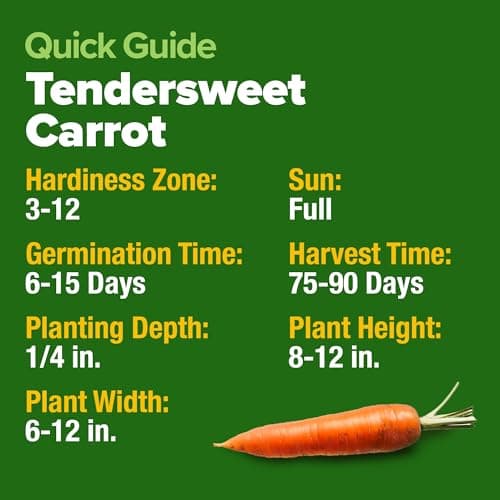 HOME GROWN Tendersweet Carrots Pack (Daucus carota subsp. sativus) - 3000 𝗡𝗢𝗡-𝗚𝗠𝗢 𝗨𝗦𝗔-𝗦𝗢𝗨𝗥𝗖𝗘𝗗 Heirloom Seeds for Planting Outdoors - High-Germination Vegetable for a Lush Garden