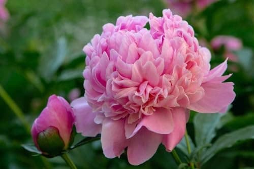 110 Peony Seeds for Planting, Non-GMO Peonies in Pink, Red, and White – Peonias Semillas, Semillas de Peonia para Sembrar for Outdoor Gardens
