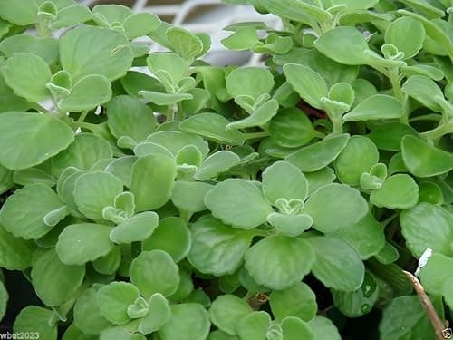 Broadleaf Thyme Seeds (Cuban Oregano) - Aromatic, Succulent-Like Herb for Culinary Use, Teas, and Pollinator Gardens | Non-GMO, Hardy Perennial for Gardens, Pots, and Containers (500)