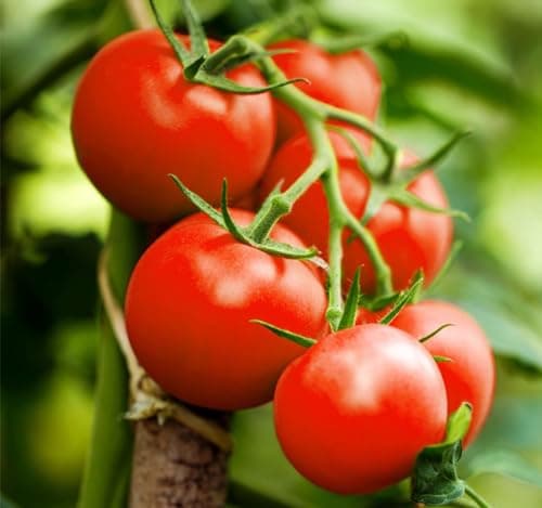 Large Package of Moneymaker Tomato Seeds - Large Tomato - One of The Most Delicious Tomatoes for Home Growing, Non GMO