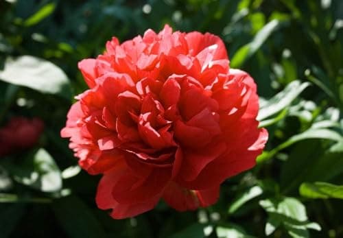 110 Peony Seeds for Planting, Non-GMO Peonies in Pink, Red, and White – Peonias Semillas, Semillas de Peonia para Sembrar for Outdoor Gardens