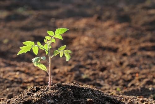 Delicious Tomato Seeds - Large Tomato - One of The Most Delicious Tomatoes for Home Growing, 100+ Seeds