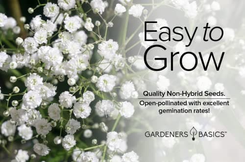 Gardeners Basics, Baby's Breath Seeds for Planting Gpsophila - Beautiful Annual Cut Flower for Flower Arrangements and Beautiful in Flower Beds in Summer Gardens Too