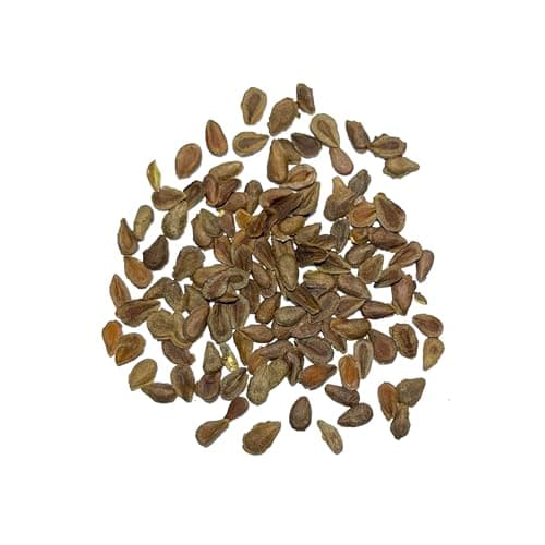 Seed Needs Orange Butterfly Milkweed Seeds for Planting - Heirloom & Untreated - Grow a Butterfly Garden to Attract Monarch Butterflies & Pollinators (2 Packs)