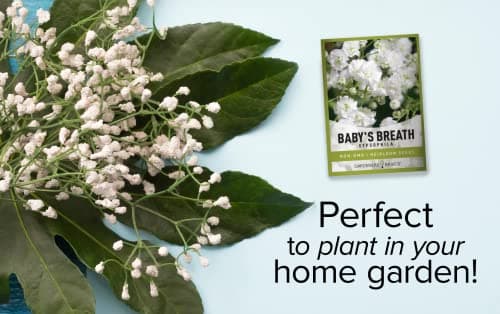 Gardeners Basics, Baby's Breath Seeds for Planting Gpsophila - Beautiful Annual Cut Flower for Flower Arrangements and Beautiful in Flower Beds in Summer Gardens Too