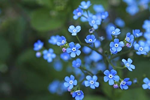 UtopiaSeeds Forget Me Not Seeds - Approximately 5000 Seeds - Shade Tolerant Ground Cover