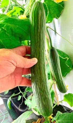 English Telegraph Burpless Cucumber (English Cucumber) Seeds - 30+ Count - for 2025 Planting Hothouse Cucumbers Crisp European Near-Seedless Long Heirloom Vegetable Grow Your Own Home