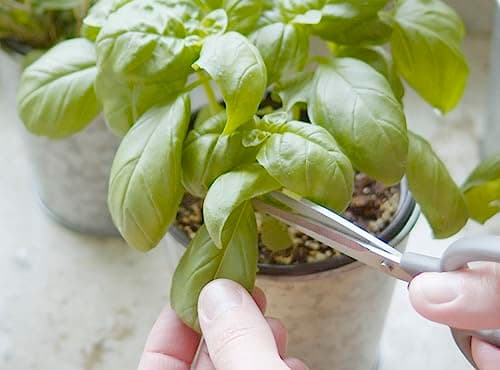 Sereniseed Certified Organic Herb Seeds (10-Pack) – Non GMO, Heirloom – Seed Starting Video - Basil, Cilantro, Oregano, Thyme, Parsley, Lavender, Chives, Sage, Dill Seeds for Indoor & Outdoor Planting