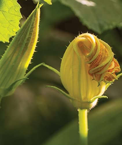 Burpee Butterstick Zucchini Summer Squash Seeds 25 seeds