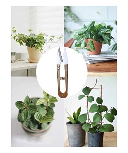 3 Pack 4.1Inch Bonsai Pruning Scissors, Bud And Leaves Trimmer Yarn Thread Cutter Snips Trimming Supplies, Garden Plants, Gardening Clippers Flower, Stainless Steel Pruners Trimmers