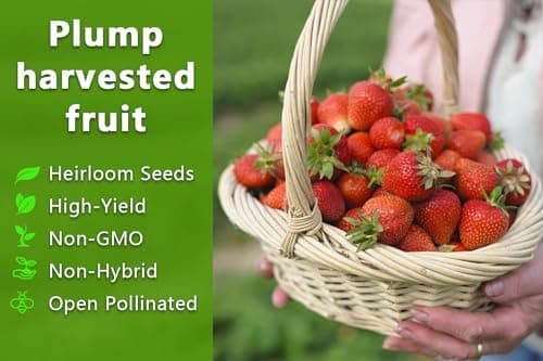 Mix Fruit Seeds 1100+ Berry Seeds for Planting Strawberry Raspberry Mulberry Blueberry Elderberry Cherry - 6 Varieties Individually Packaged Non-GMO for Home Garden