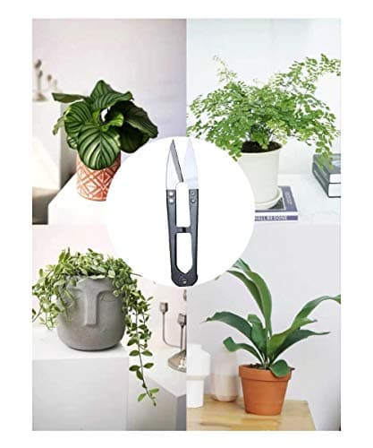 3 Pack 4.1Inch Bonsai Pruning Scissors, Bud And Leaves Trimmer Yarn Thread Cutter Snips Trimming Supplies, Garden Plants, Gardening Clippers Flower, Stainless Steel Pruners Trimmers