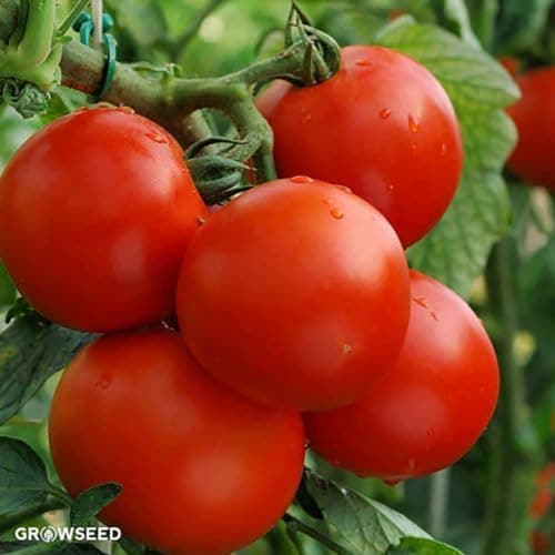 Large Package of Moneymaker Tomato Seeds - Large Tomato - One of The Most Delicious Tomatoes for Home Growing, Non GMO