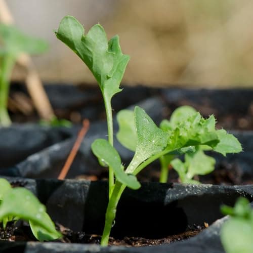 Seed Needs, Vates Blue Scotch Curled Kale Seeds - 300 Heirloom Seeds for Planting Brassica oleracea - Garden Fresh Vegetables, Non-GMO & Untreated (1 Pack)
