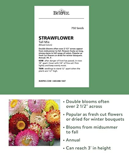 Burpee Tall Mixed Colors Strawflower Seeds 750 seeds