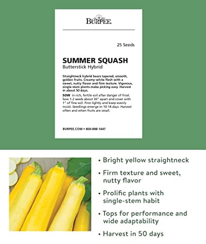 Burpee Butterstick Zucchini Summer Squash Seeds 25 seeds