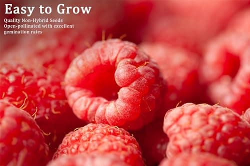 Mix Fruit Seeds 1100+ Berry Seeds for Planting Strawberry Raspberry Mulberry Blueberry Elderberry Cherry - 6 Varieties Individually Packaged Non-GMO for Home Garden