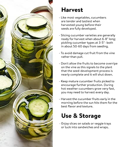 Burpee 'Straight Eight' Slicing Cucumber Seeds, 200 Non-GMO seeds, Heirloom
