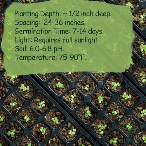 Premium Rare Yard Long Bean Seeds for Planting - 50 Non-GMO Seeds, Easy to Grow, High Yield, Delicious Productive Long Bean Variety for Home Garden and Backyard