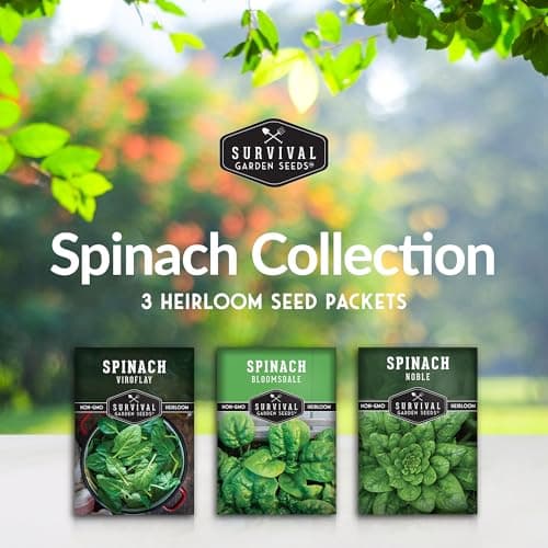 Survival Garden Seeds Spinach Seed Collection – 3 Packets of Seeds with Growing Instructions – Viroflay, Noble, Bloomsdale Spinach Varieties – Non-GMO Heirloom Open-Pollinated Seeds to Plant