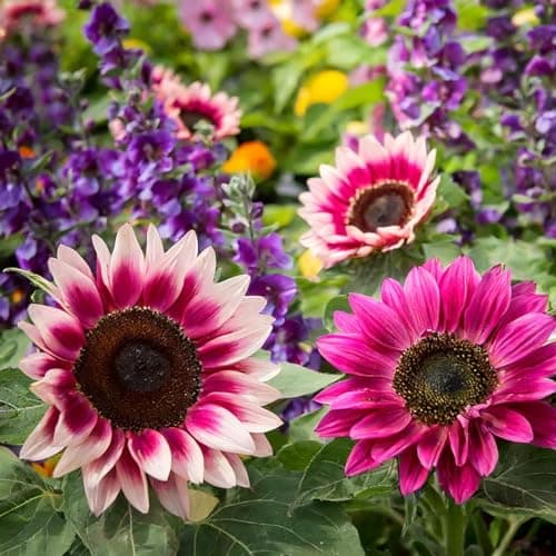50pcs Rare Strawberry Pink Sunflower Seeds - Non-GMO Heirloom Variety for Your Unique Garden